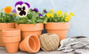 Plantas y flores ¿Cuáles son las más bonitas para cultivar?