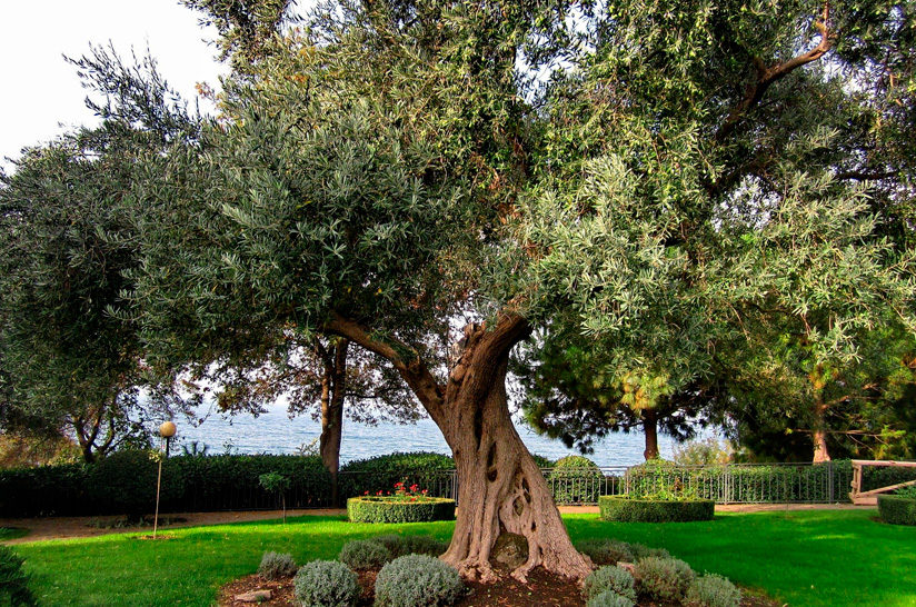 El olivo en el diseño de jardines