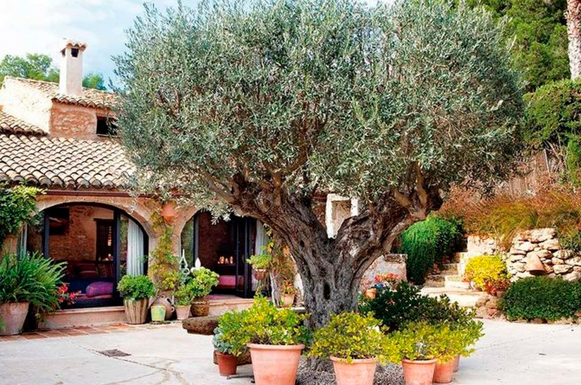 La elegancia del Mediterráneo en tu jardín