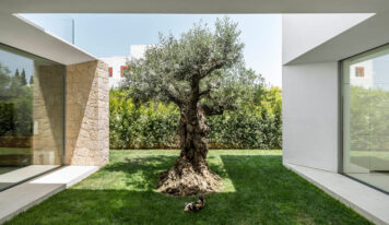 ¿Por qué el olivo es la nueva joya de los jardines modernos?