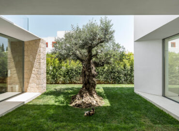 ¿Por qué el olivo es la nueva joya de los jardines modernos?
