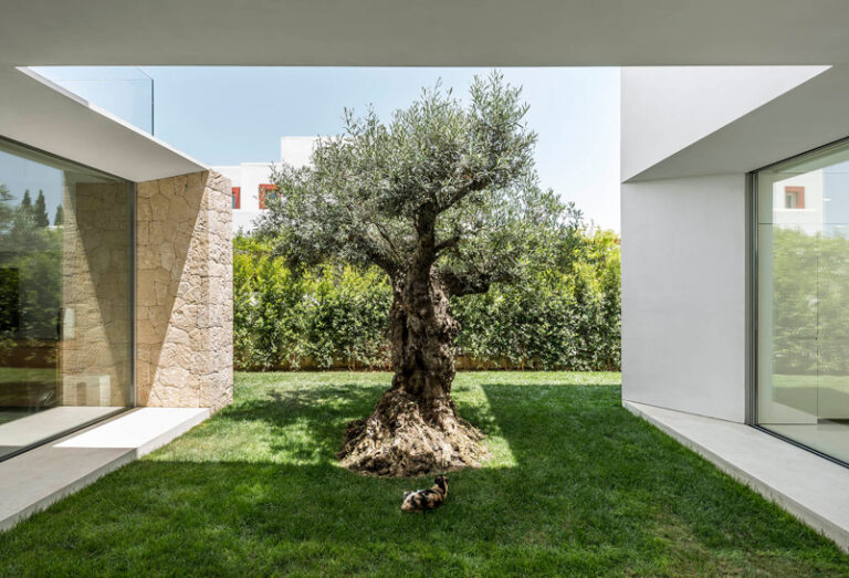 ¿Por qué el olivo es la nueva joya de los jardines modernos?