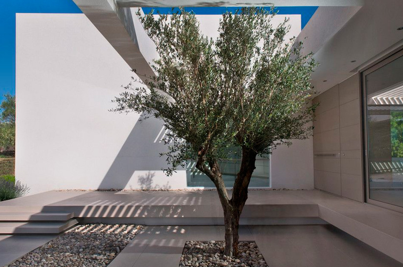 Tipos de olivo para jardines